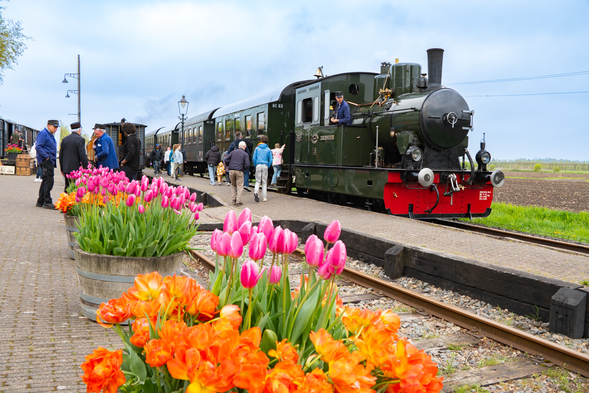 Historic steam tram passing through tulip fields